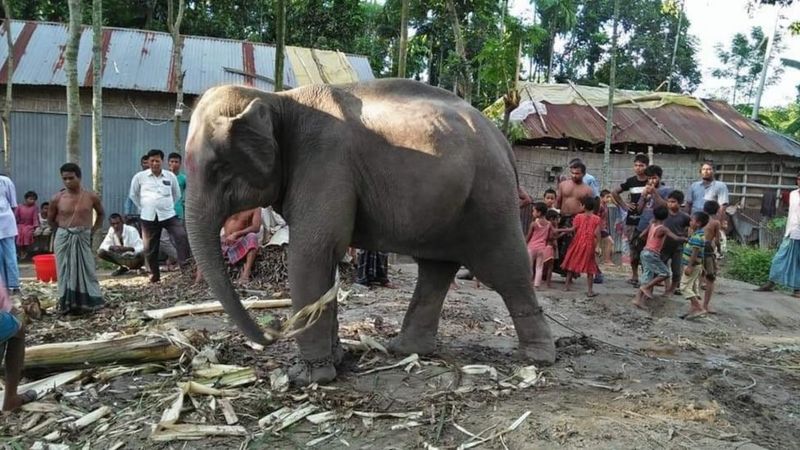 স্ত্রীর মাধ্যমে ‘দৈব নির্দেশ’ পেয়ে হাতি কিনে আনলেন কৃষক স্বামী